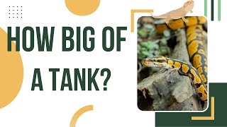 How Big Should Your Ball Python Tank Be?