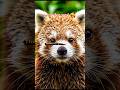 Cute Animals With Secrets 😳🐾 #shorts