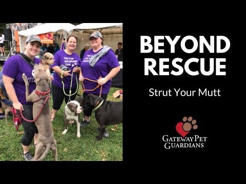 rescue dogs rock nyc Beyond Rescue: Episode 28 - Strut Your Mutt