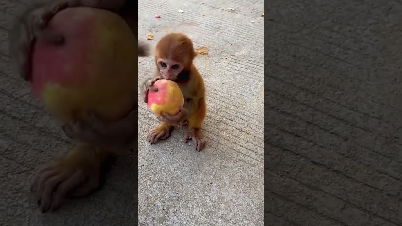cute monkey baby 