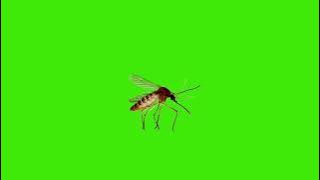 mosquito green screen