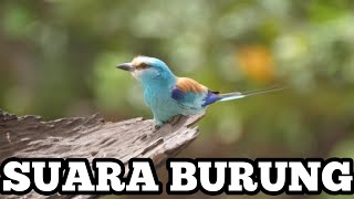 no copyright, effect suara burung
