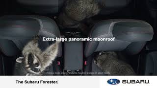 Subaru Forester - Extra large panoramic moonroof