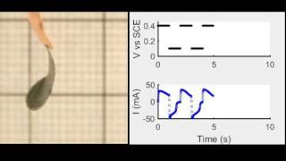 Fish-fin shaped nickel hydroxide/oxyhydroxide actuator flapping in electrolyte