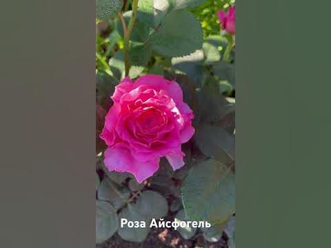 Роза Айсфогель / Rosa Eisvogel - YouTube