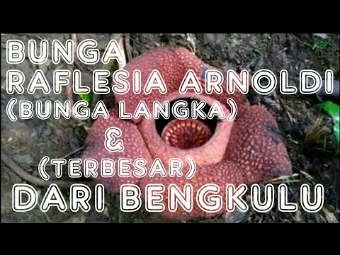  bunga  RAFLESIA  ARNOLDI bunga  LANGKA dan TERBESAR dari 