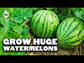 How To Grow Perfect Watermelons mp3