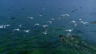 Sea wave sound with birds, relaxing video 😌 #tiktok #shorts