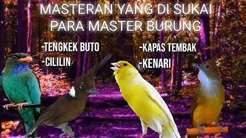 Full Masteran  -Tengkek Buto -Cililin -Kenari -Kapas Tembak suara jernih