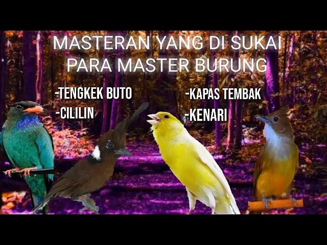 Full Masteran  -Tengkek Buto -Cililin -Kenari -Kapas Tembak suara jernih class=