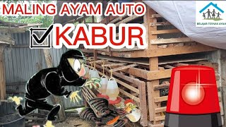 ANTI MALING ! KANDANG AYAM PAKAI SENSOR ALARM