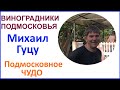 Подмосковные виноградники. В гостях у Михаилу Гуцу. 09 августа 2019 г.