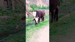 Video,Monster Bull,Tiger Vs Bull,Bull Meeting,Red Bull,Stud Bull,Angry Bull,Polled Bull,Bull Cow