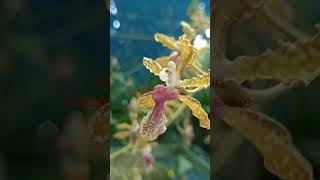 Oncidium Baipai