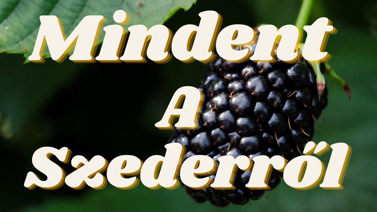 Mindent a Szederről