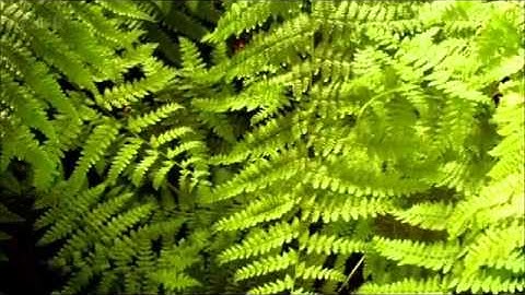 سوره الانعام, كامل يوسف, قران الكريم