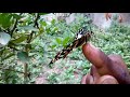 Jamaican Swallowtail butterfly