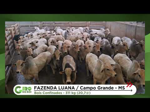 CAMPO GRANDE (MS): BOIADA CONFINADA CHEGA A QUASE 21 ARROBAS; CONFIRA
