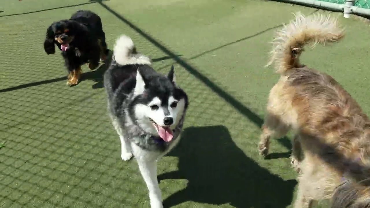 Playtime at Dogs On The Farm & Cats Too!