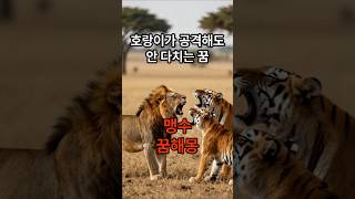 맹수꿈해몽풀이18 호랑이에게 공격받지만 안 다치는 꿈 꿈해몽풀이