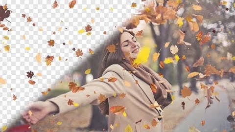 Autumn Leaves Overlays Stock Motion Graphics