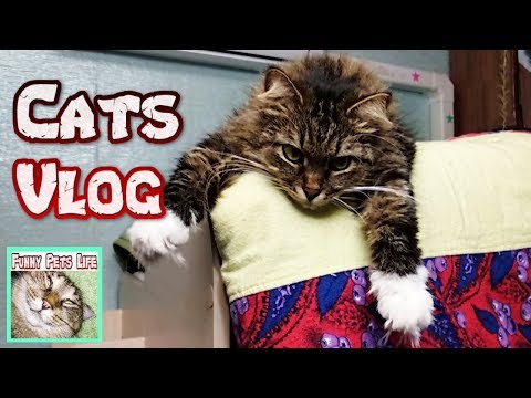 cats-vlog.-cats-eat-and-drink.-cats-in-the-cupboard.-the-cat-and-the-baby.