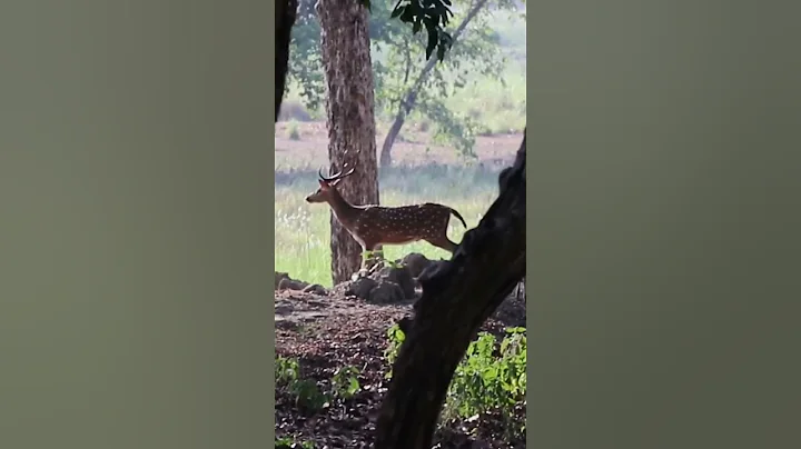 deer alarm call while he found tiger nearby