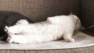 😂 Funniest Cats and Dogs Videos 😺🐶 || 🥰😹 Hilarious Animal Compilation №358