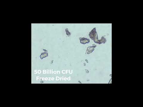 YourBiotics Vs Liquid Probiotics Vs Freeze Dried Probiotics on the microscope!