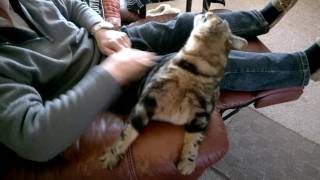 Tabby Thats His Name Having A Nice Back Scratch