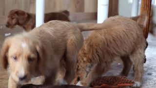 Mini Labradoodle Puppies For Sale