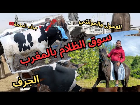سوق الظلام بالمغرب سوق الاثنين جرف الملحة أخطر سوق لبيع المواشي