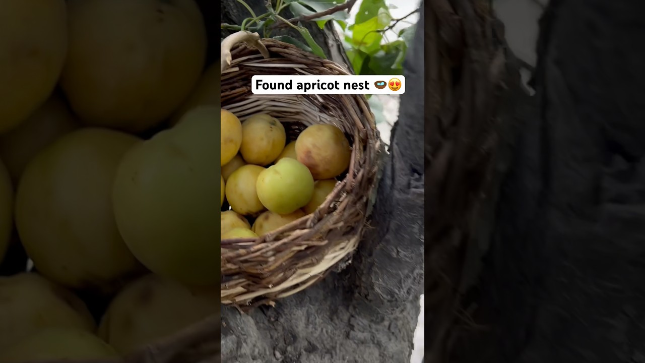 How to Picking apricots from tree | the best way to grow apricot 