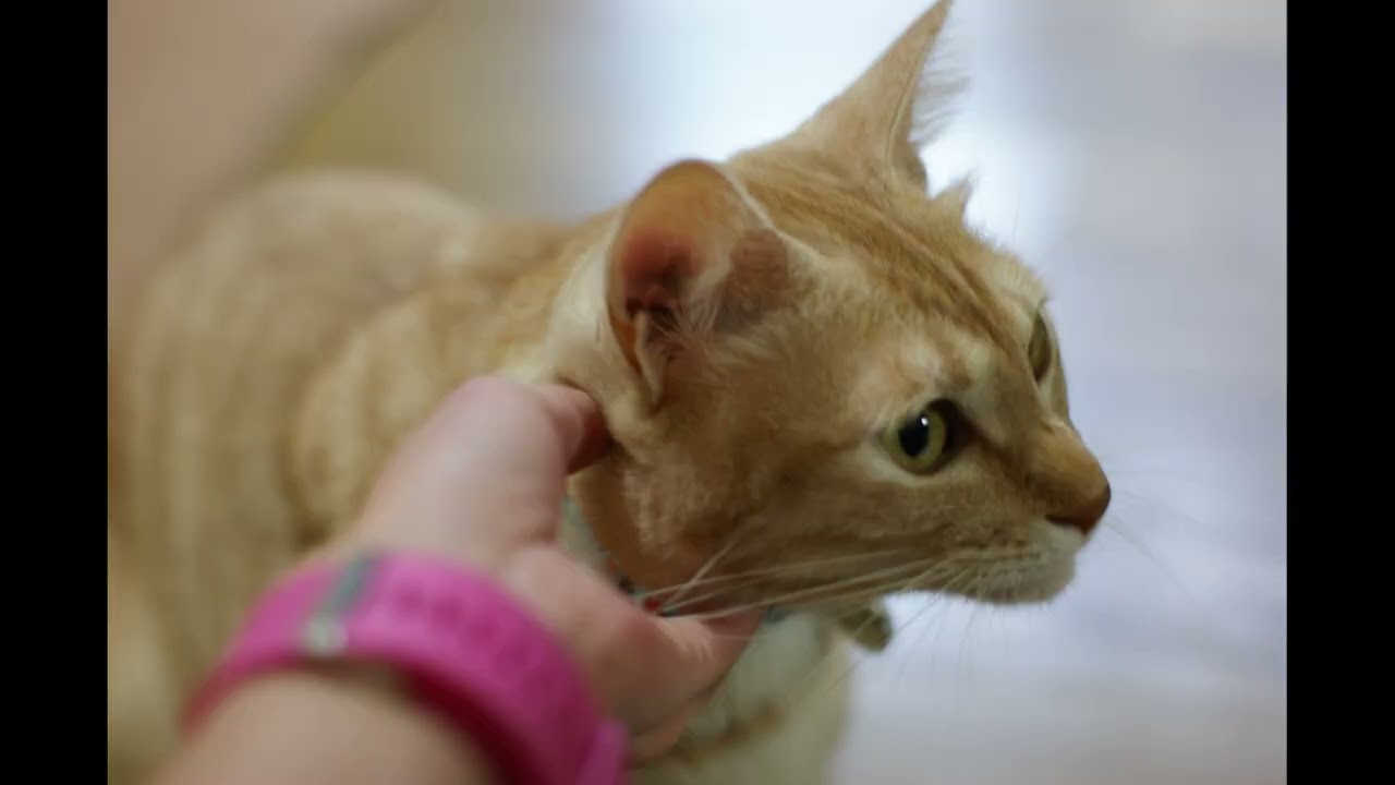 うすいちゃとら記念館43