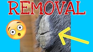 Multiple Large Horse Chestnut Removal, Oddly Satisfying T, Equine Skin Care