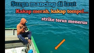 Surga Mancing Di Laut  Kakap Merah Kakap Tompel Kerapu Strike Terusmenerus 
