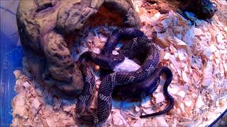 Black Rat Snake Dinner Time