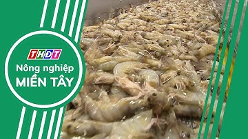 Xuất khẩu tôm sang thị trường EU tiếp tục tăng trưởng | Nông nghiệp Miền Tây