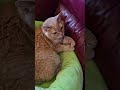 #cat #catbed #viralcats