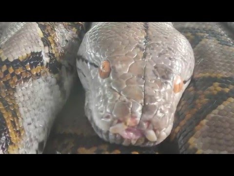 Змеиная ферма Пхукет Snake Farm