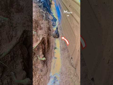 لن تصدق لماذا رفضت هذه الدجاجة مغادرة الماء