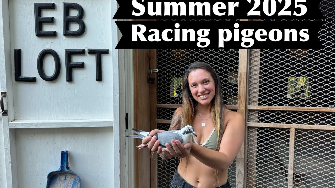 is this the best loft manager ever?