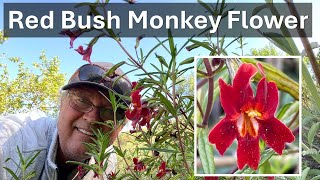 Red Bush Monkey Flower, Coto de Caza, Diplacus aurantiacus puniceus (aka Mimulus), Orange County, CA