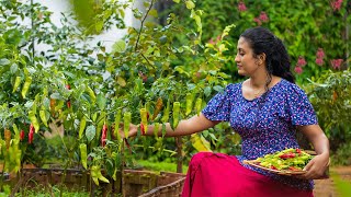 Home garden Capsicum!!.I prepared them in traditional way and my own ways|Poorna-The nature girl |