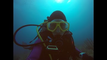 How to Count Fish :: Reef Fish Visual Census (RVC)