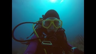 How to Count Fish :: Reef Fish Visual Census (RVC)