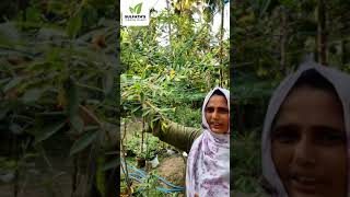 തവര പയർ കഷ Thuvara Payar Krishi തവര പരപപ സമപർ പരപപ Sambar Parippu