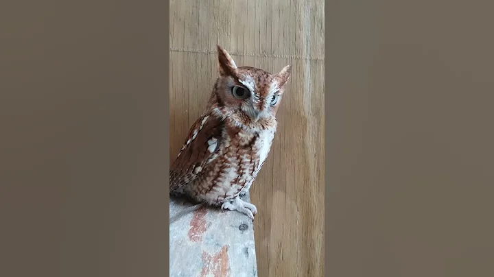 JR the Eastern Screech-Owl trilling