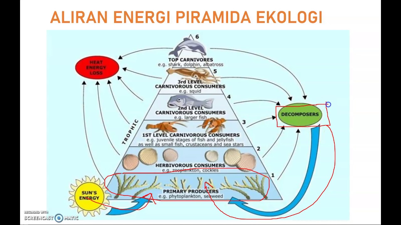 Схема питания морского побережья. Пищевая сеть экосистемы море. Пищевая цепочка в морских экосистемах. Пищевая цепь экосистемы море. Экосистема моря схема.