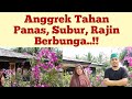 Rahasia Agar Anggrek Tahan Panas, Cara Menanam Anggrek Agar Subur dan Berbunga, Rahasia Penghobi..!!